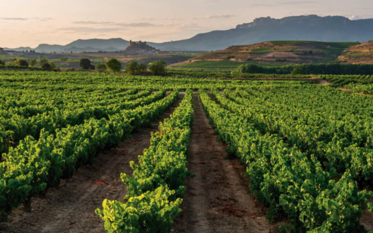 Bodegas Marqués de Carrión S.A.