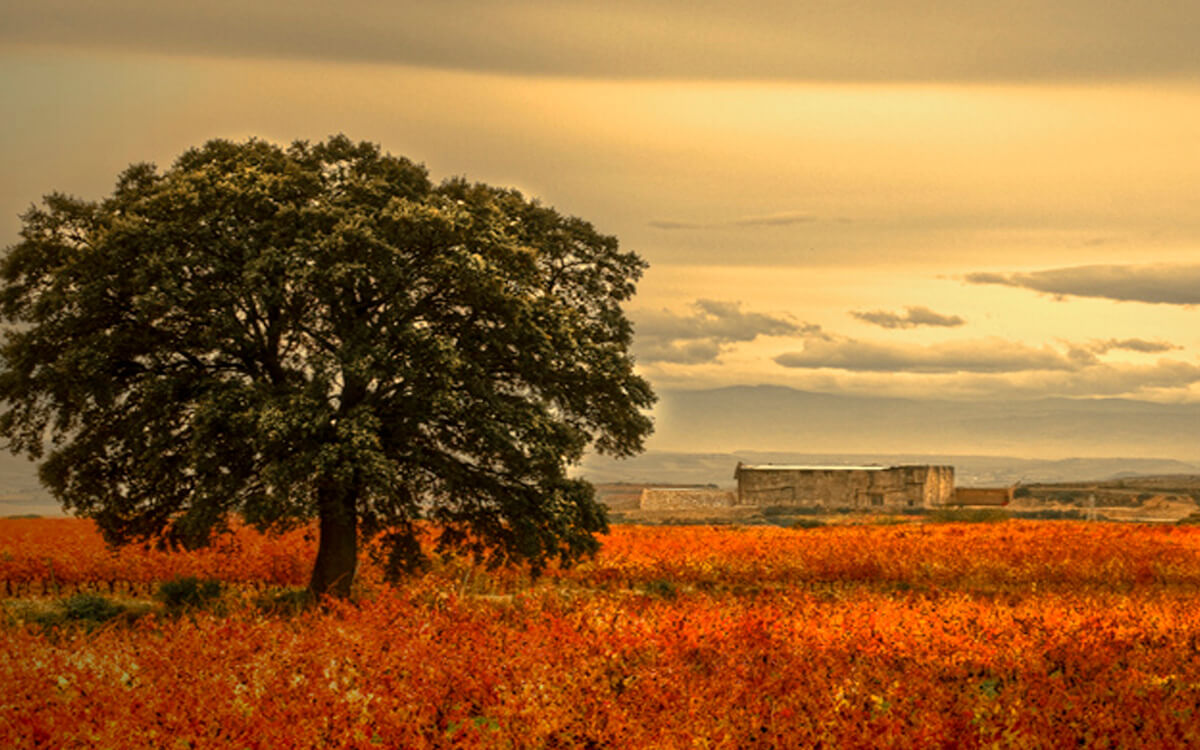 Bodegas Soto de Torres
