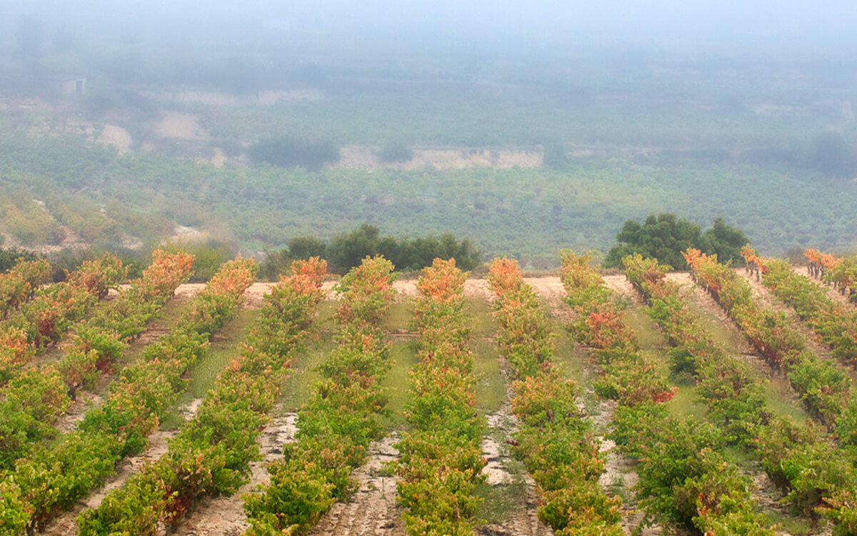 Bodegas Soto de Torres